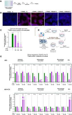 A multiplex inhalation platform to model in situ like aerosol delivery in a breathing lung-on-chip